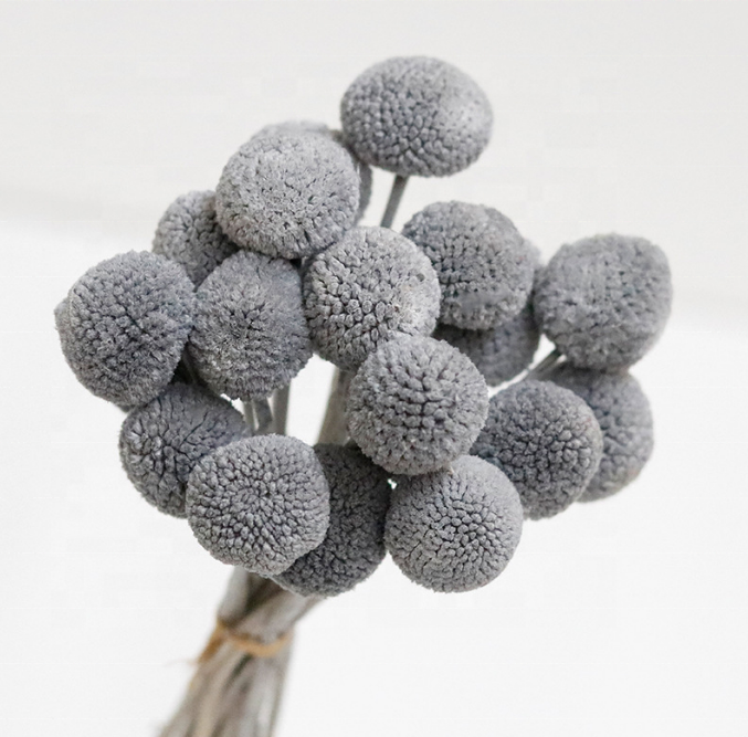 Wholesale  dried flowers dried  Billy Button spray billy balls  for wedding decor