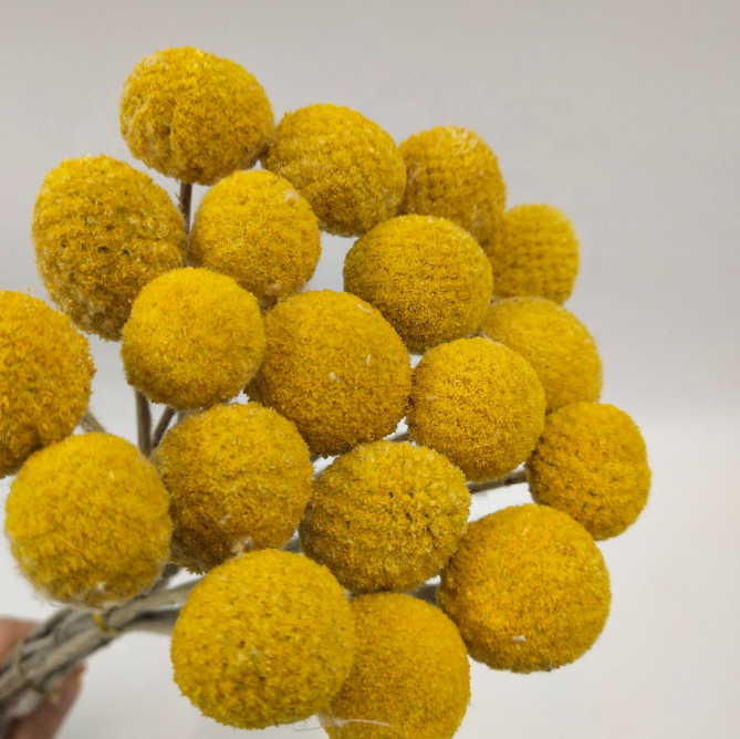 Wholesale  dried flowers dried  Billy Button spray billy balls  for wedding decor