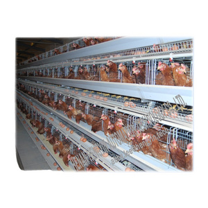 Newest promotion used chicken cage/ hen coops agricultural equipment broiler chicken cage