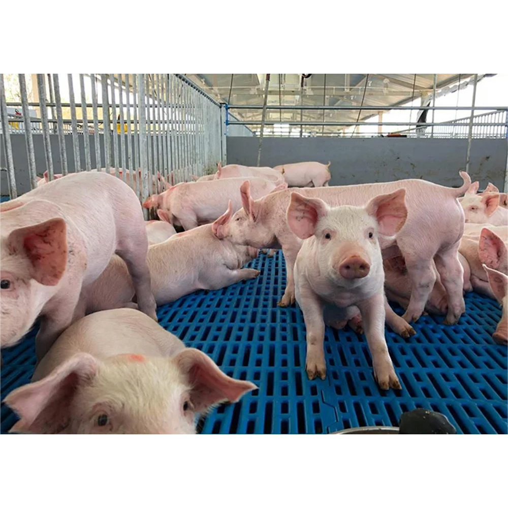 china high quality livestock farm equipment fattening finishing pig pen/ crate