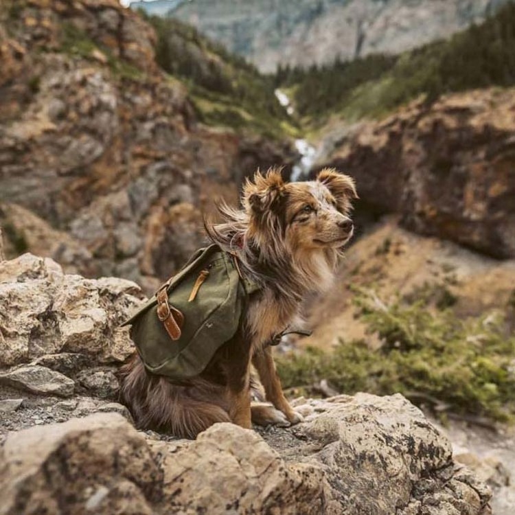 Dog Accessories Outdoor Custom Canvas Luxury Dog Harness Pocket Travel Backpack Saddle Walking Bag