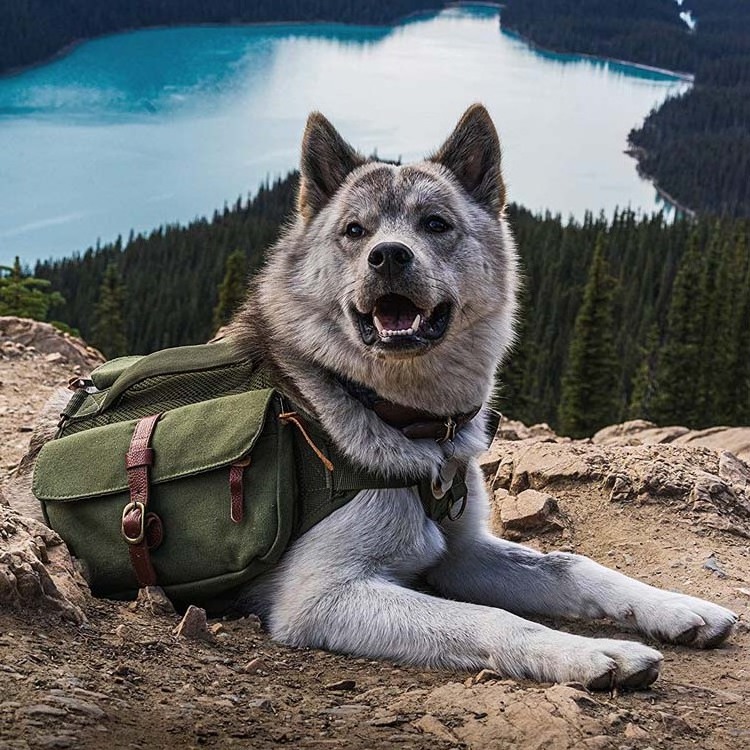 Dog Accessories Outdoor Custom Canvas Luxury Dog Harness Pocket Travel Backpack Saddle Walking Bag