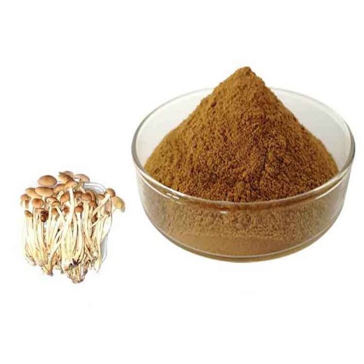 Natural Tea Tree Mushroom Extract Organic Agrocybe Chaxingu Extract