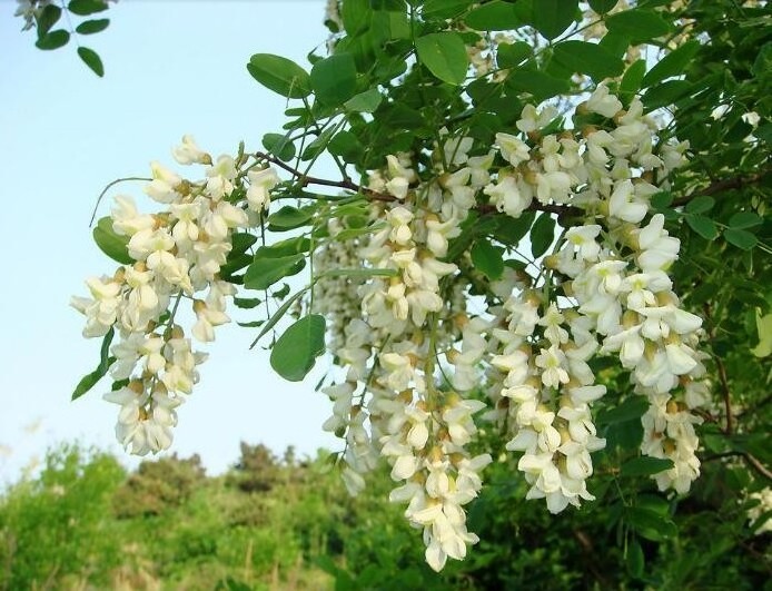 Hot Selling High Quality Natural Quercetin 98% Pure Sophora Japonica Extract