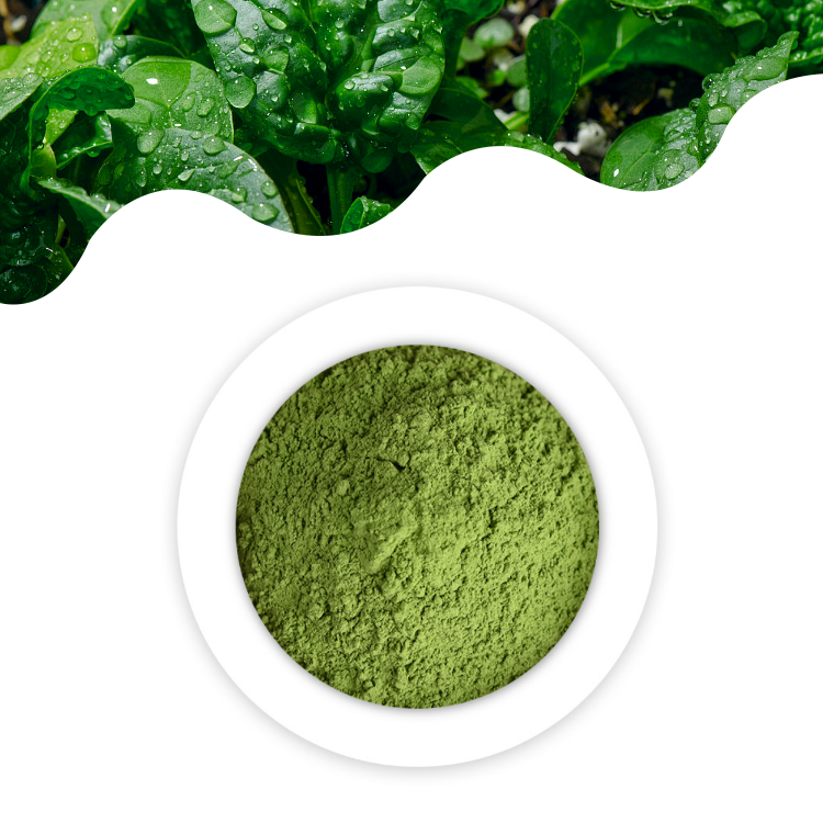 Herbasea Pure natural High Quality 100% Pure Organic Dehydrated Dried Green Spinach Powder