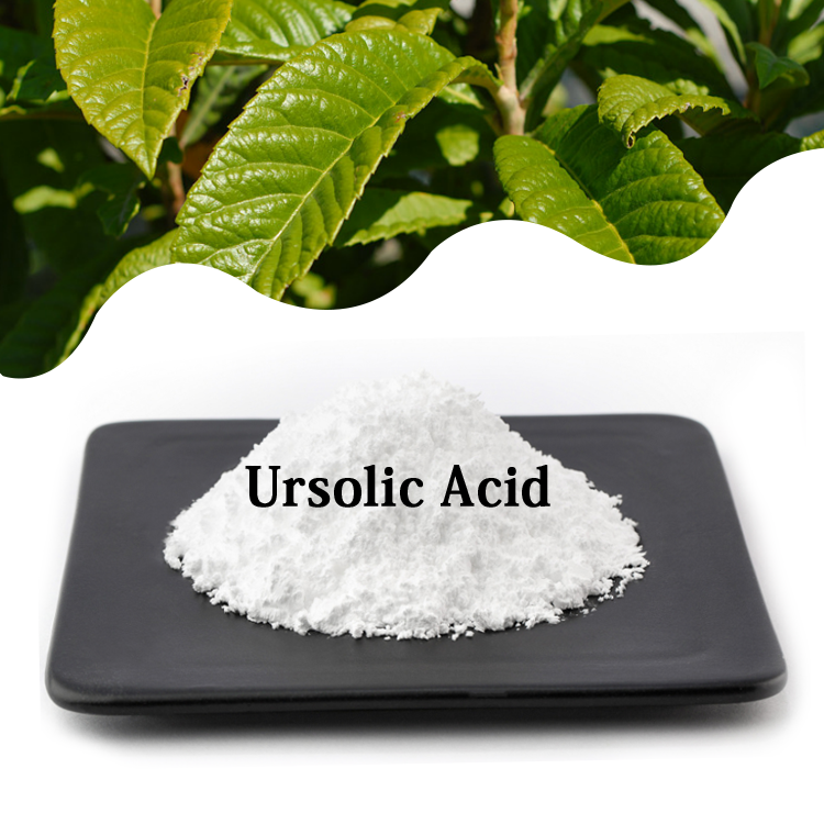 High quality loquat leaf extract ursolic acid 80% 90% 98% CAS 77-52-1 ursolic acid powder