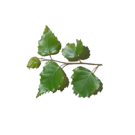 Birch Leaves Extract Betula alba Betula pendula leaf extract Powder