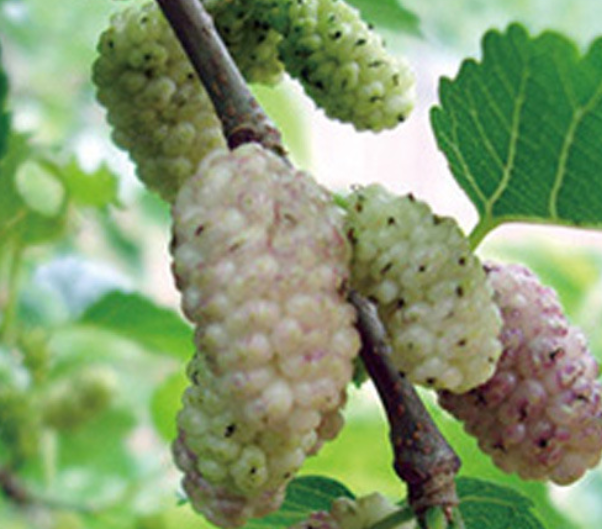 Unsulfured Whole white mulberry fruit sun dried natural raw White mulberries for food