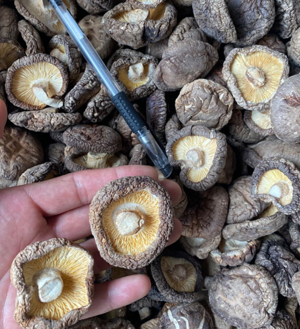 High quality new root removed shitake mushroom bulk dried shiitake mushroom with good prices