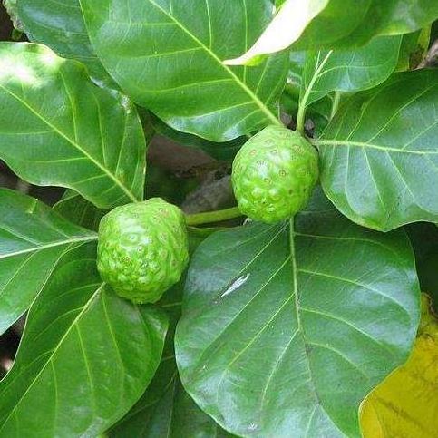 High grade new collected Naturally sun-dried Hawaiian noni leaves tea dried noni