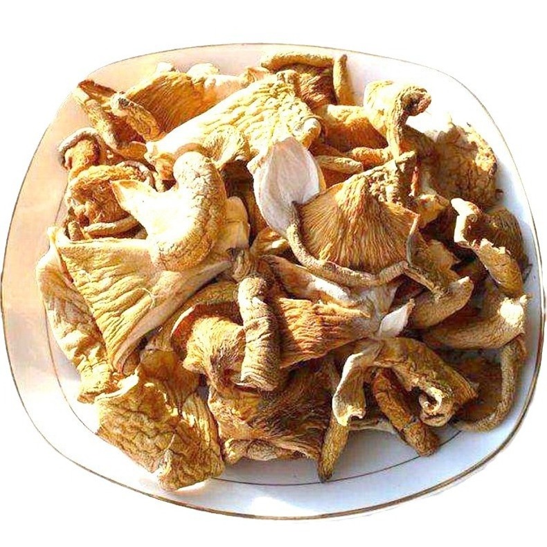 Wholesale raw Panellus serotinus dried Panellus serotius mushroom late fall oyster mushroom for food