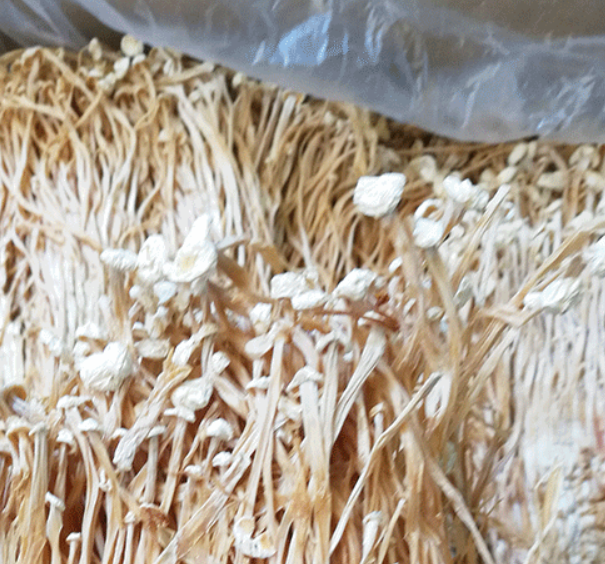 Wholesale raw pure dry enoki mushroom price of the enoki mushroom