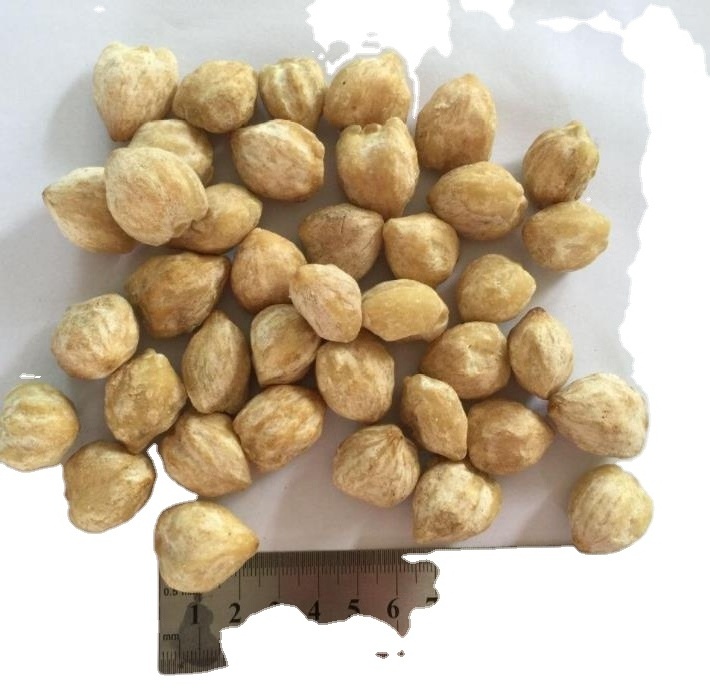 Natural Aleurites moluccana seeds Kukui Nut Indian-walnut candleberry fruits for sale