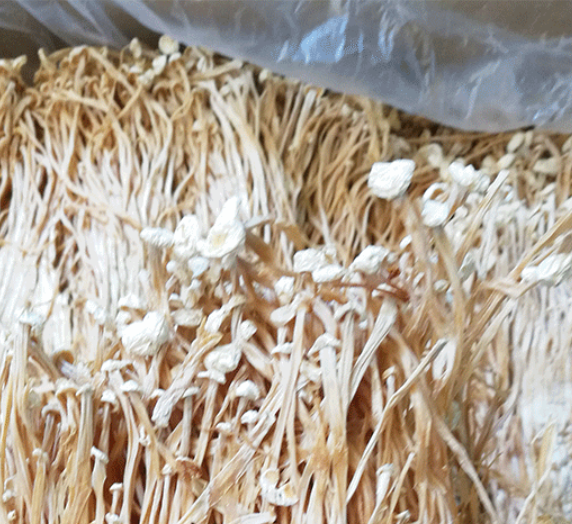 Jin zhen gu Dried wholesale cheap price enoki mushroom for food