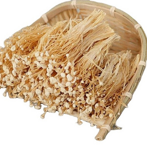 Velvet shank Velvet Foot enoki mushrooms Flammulina velutipes winter mushroom