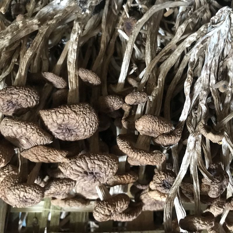 Cha shu gu Wholesale raw nutrition dried Tea Tree Mushrooms for sale