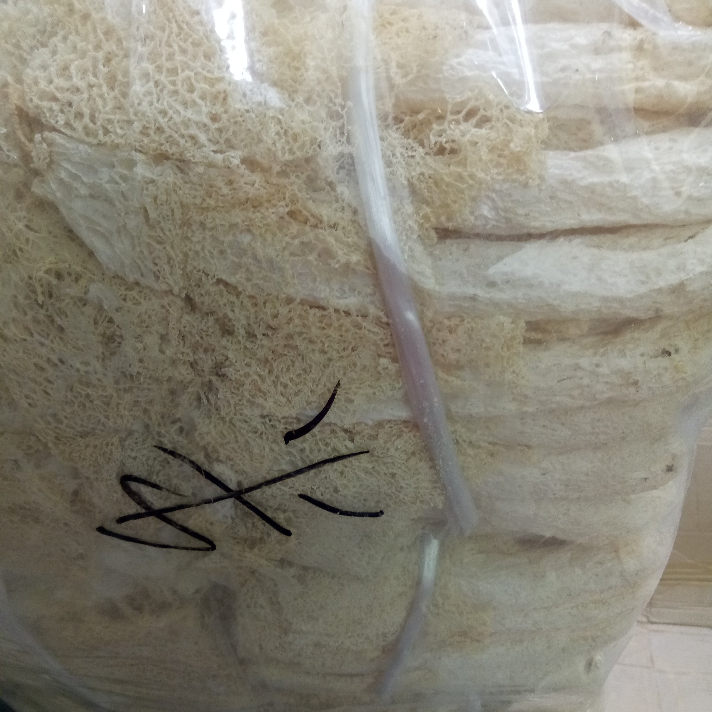 Wholesale raw dried Netted Stinkhorn from Dictyophora duplicate Bosc Fischer mushrooms for sale