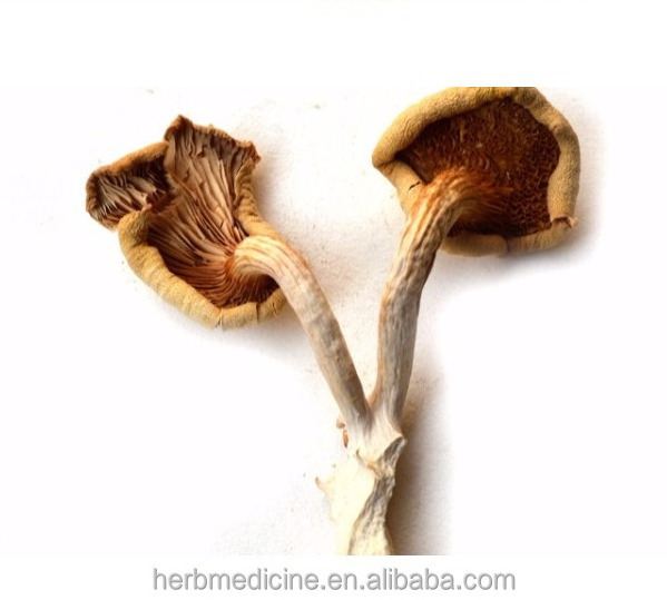 Dried whole part for food Edible fugus Golden Oyster Mushroom Elm Mushroom Pleurotus citrinopileatus Sing