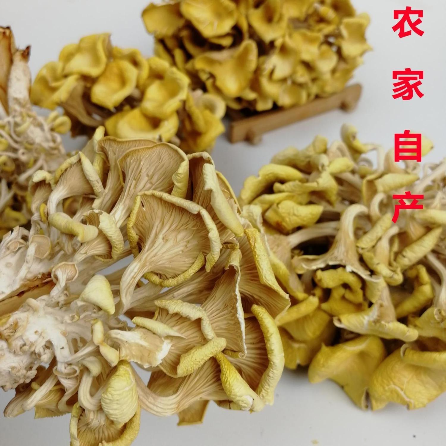 1kg Whole raw dried edible gilled fungus Golden Oyster mushroom for sale