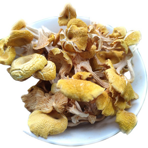 Edible Dried whole Lime oyster golden oyster mushrooms Pleurotus citrinopileatus fungus for sale