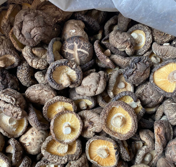 High quality new root removed shitake mushroom bulk dried shiitake mushroom with good prices