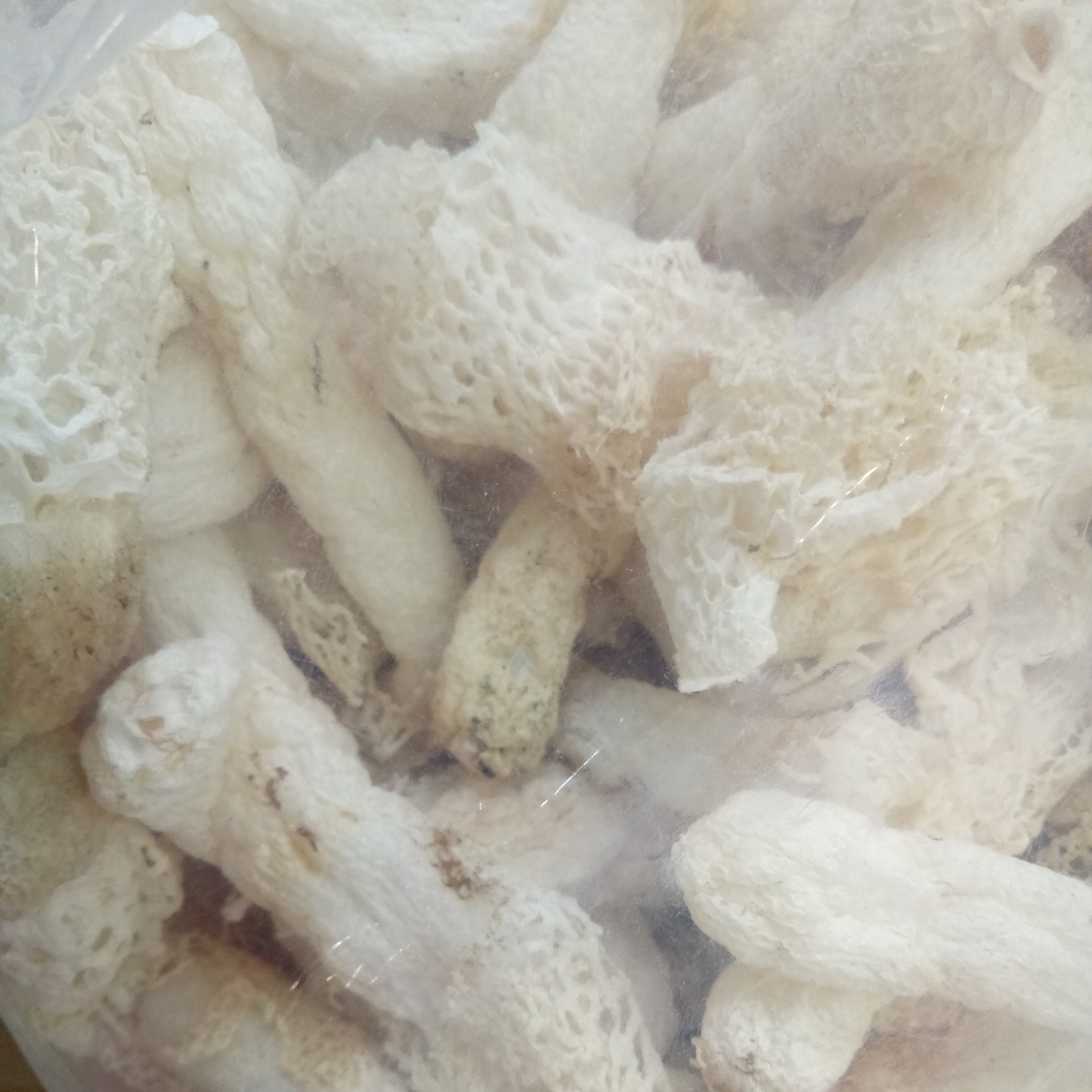 Loose packing dried fungus for food Long Net Stinkhorn Dictyophora pholloides Desv