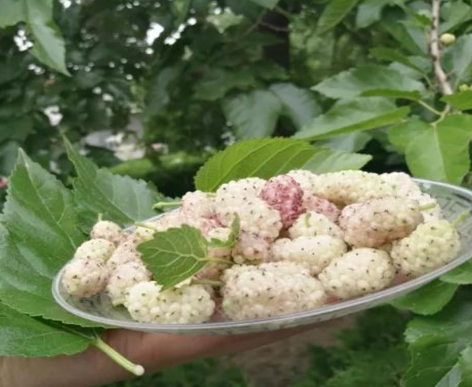 Unsulfured Whole white mulberry fruit sun dried natural raw White mulberries for food