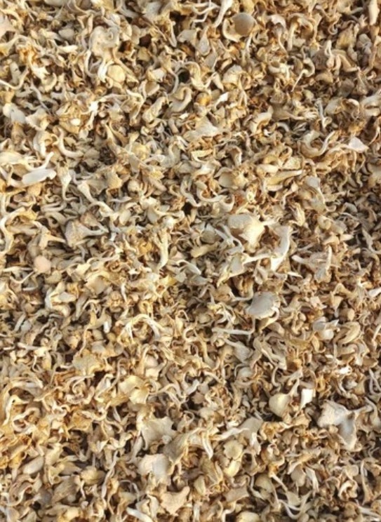 Wholesale Price High Quality Organic Dried Oyster mushroom and oyster mushroom powder