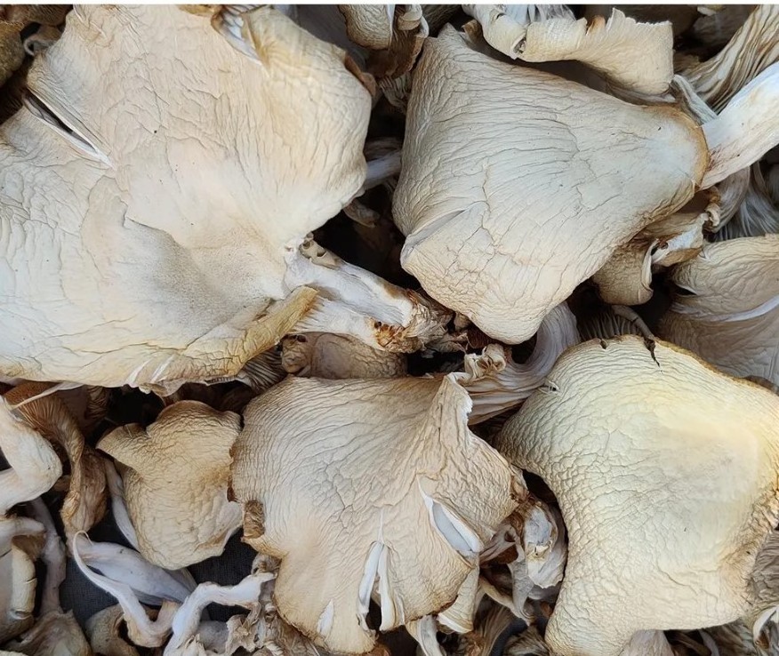 Wholesale Price High Quality Organic Dried Oyster mushroom and oyster mushroom powder