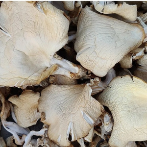 Wholesale Price High Quality Organic Dried Oyster mushroom and oyster mushroom powder