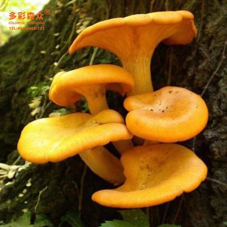 Low Prices Mushrooms Chanterelle Wild Frozen Cantharellus cibarius Fr Pleurotus Citrinopileatus Golden yellow Golden mushrooms