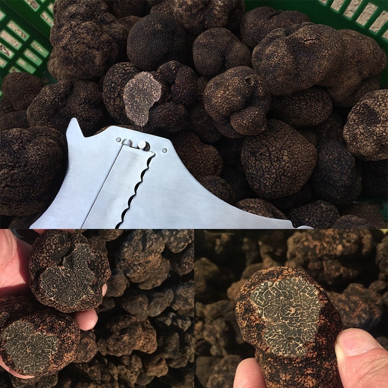 Truffle mushroom price/fresh black truffle for sale Chinese truffle