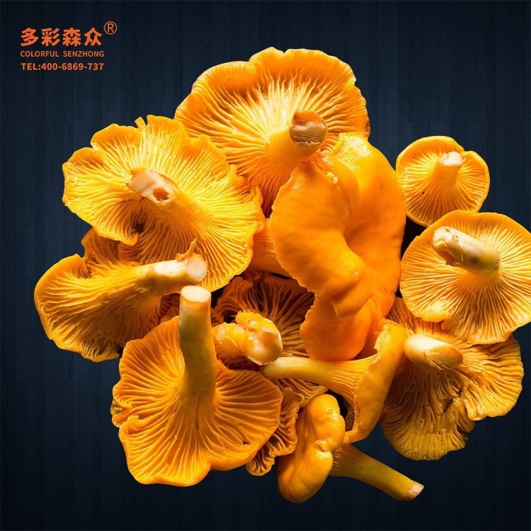 Low Prices Mushrooms Chanterelle Wild Frozen Cantharellus cibarius Fr Pleurotus Citrinopileatus Golden yellow Golden mushrooms