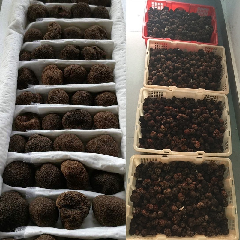 Truffle mushroom price/fresh black truffle for sale Chinese truffle