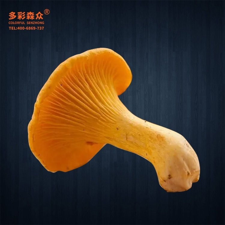 Low Prices Mushrooms Chanterelle Wild Frozen Cantharellus cibarius Fr Pleurotus Citrinopileatus Golden yellow Golden mushrooms