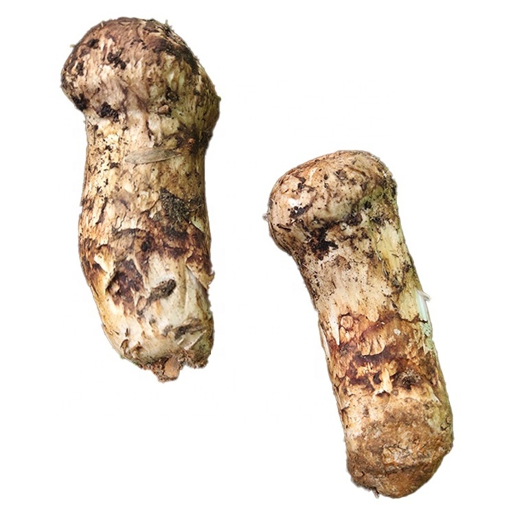 Yunnan High Quality Wild Mushroom tricholoma matsutake Fresh Matsutake Wholesale