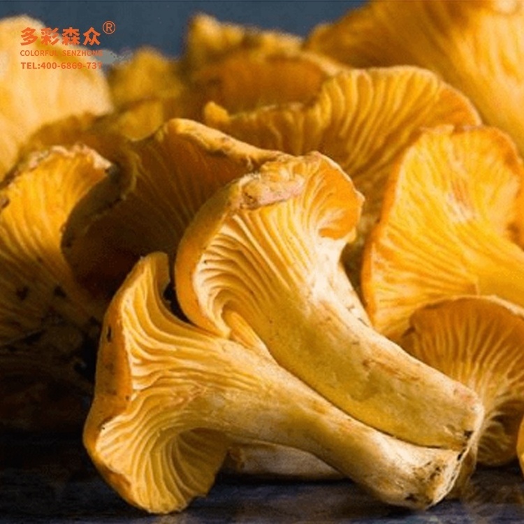 Low Prices Mushrooms Chanterelle Wild Frozen Cantharellus cibarius Fr Pleurotus Citrinopileatus Golden yellow Golden mushrooms