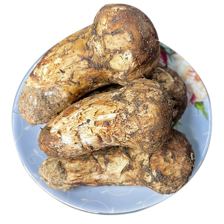 Yunnan High Quality Wild Mushroom tricholoma matsutake Fresh Matsutake Wholesale