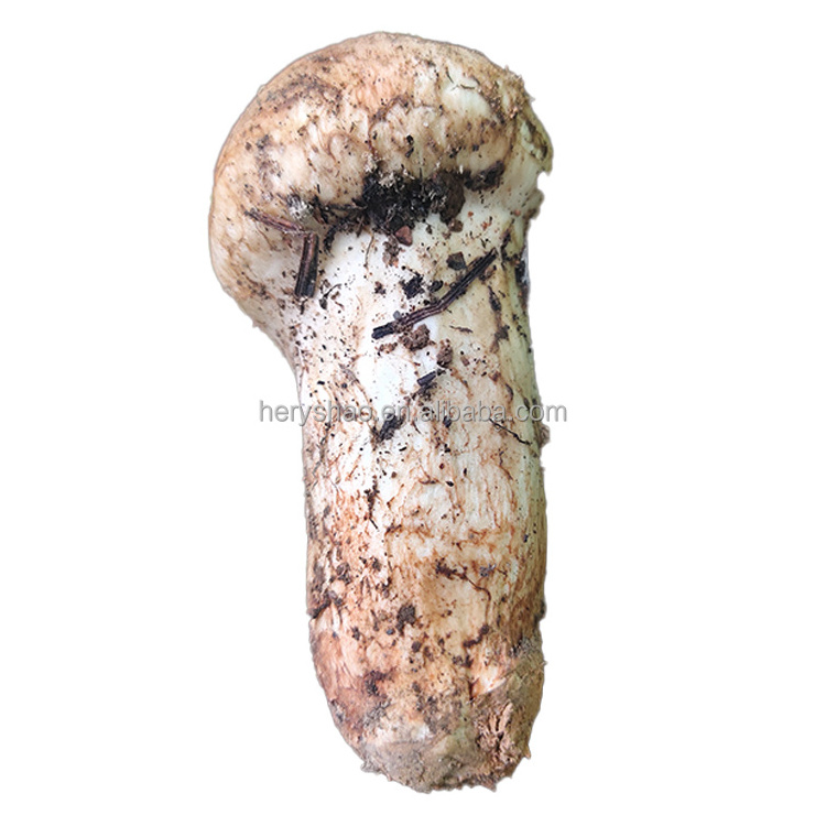 Yunnan High Quality Wild Mushroom tricholoma matsutake Fresh Matsutake Wholesale