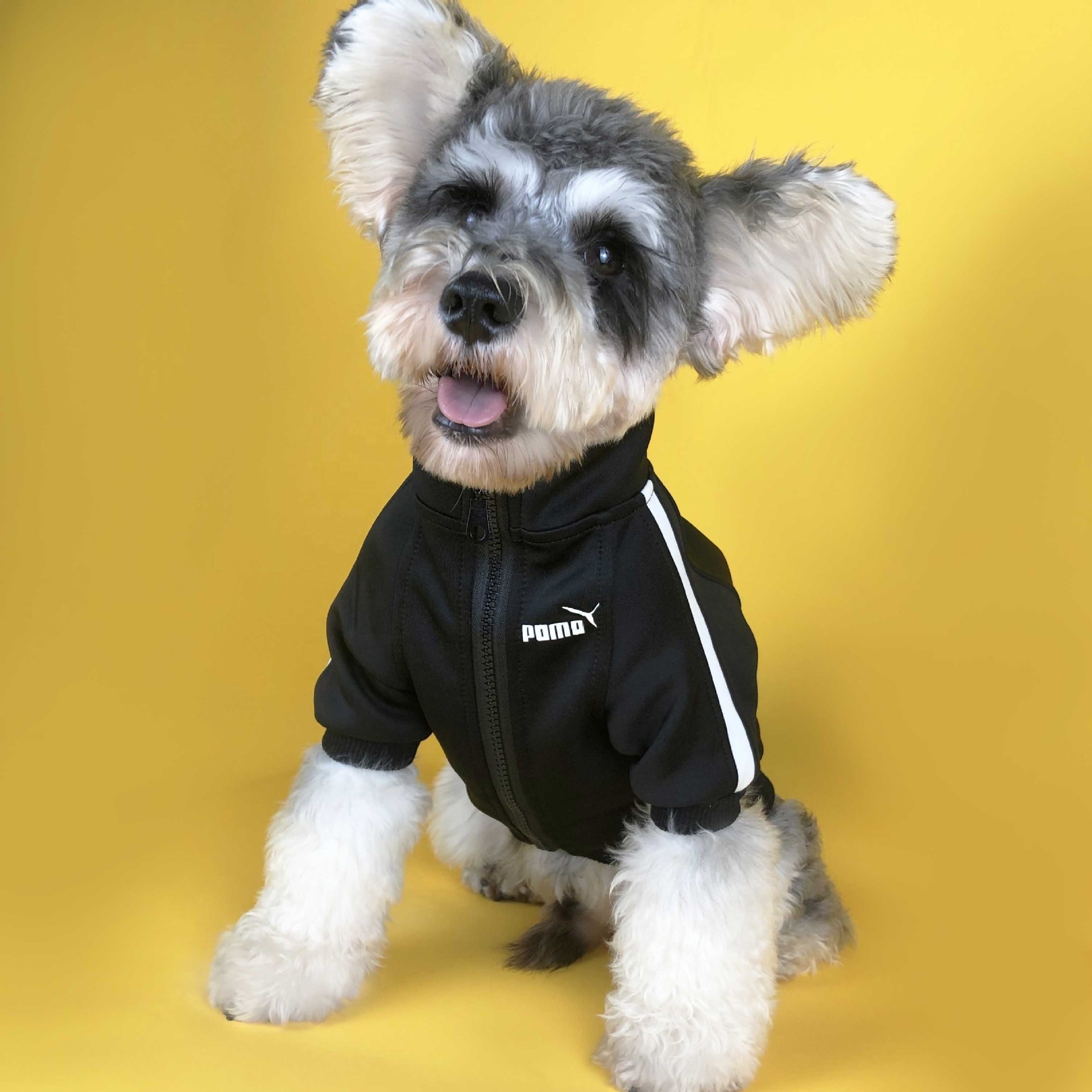 Fashion dog hoodie sports style trendy classic pet clothes for dog Sweatshirt high quality cotton chic puppy jacket hoodie dog