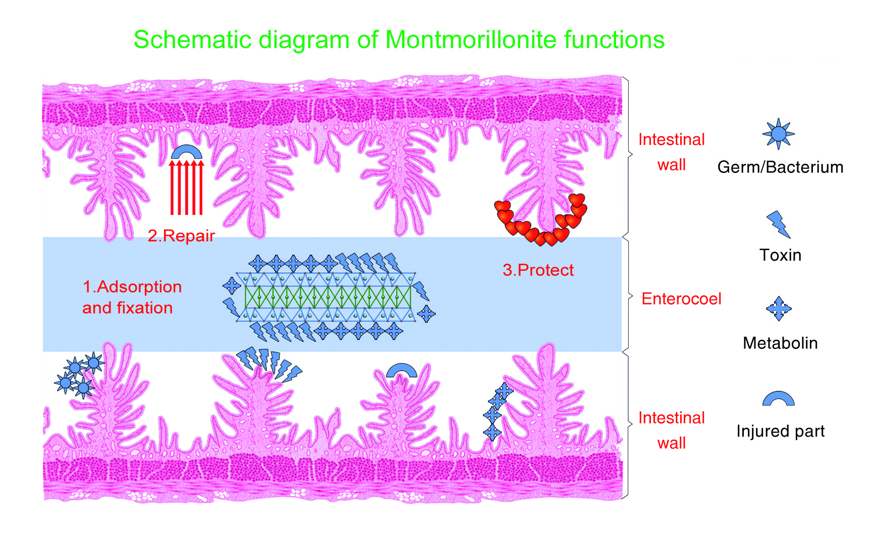 Modified Bentonite HSCAS as Toxin Binder For Aflatoxin