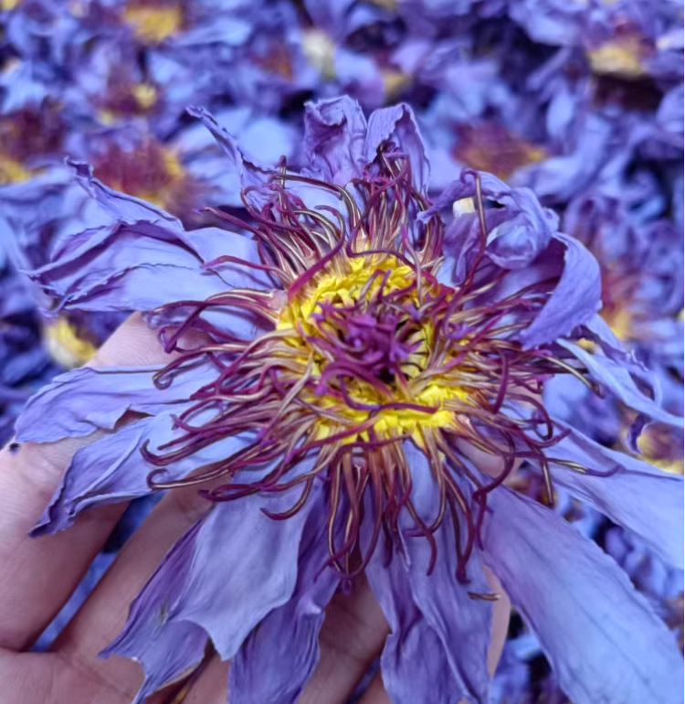 Natural Handmade Chinese Gorgeous Blooming Healing Dried Blue Lotus Flower Tea Good For Sleep Aid