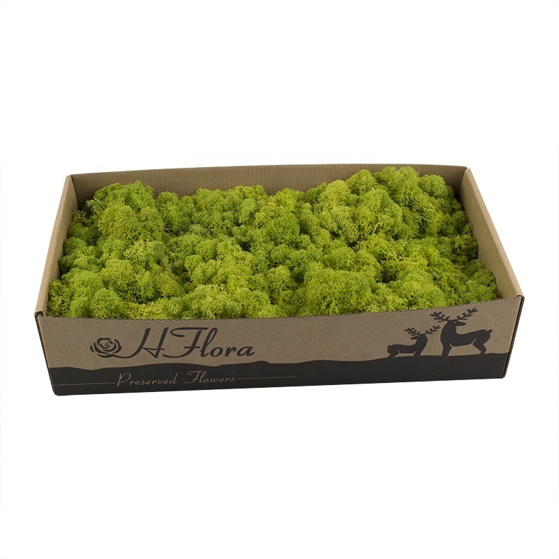 Real natural preserved sea moss for moss wall decoration