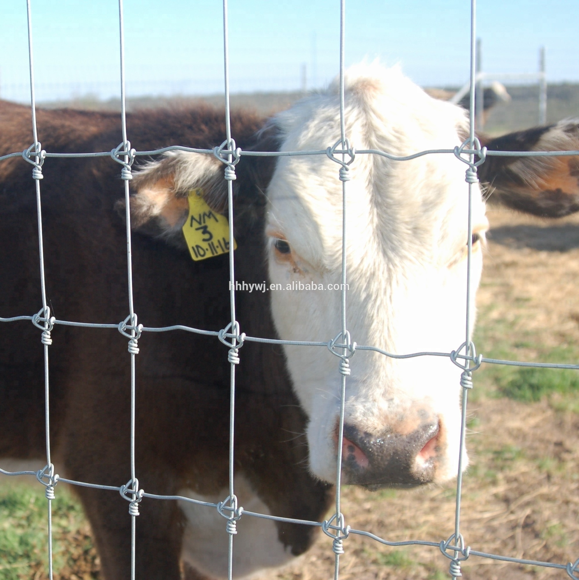 Galvanized High Quality Fixed Knot Ring Locked Fence For Cattle Deer Sheep