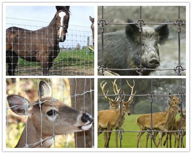 Galvanized High Quality Fixed Knot Ring Locked Fence For Cattle Deer Sheep