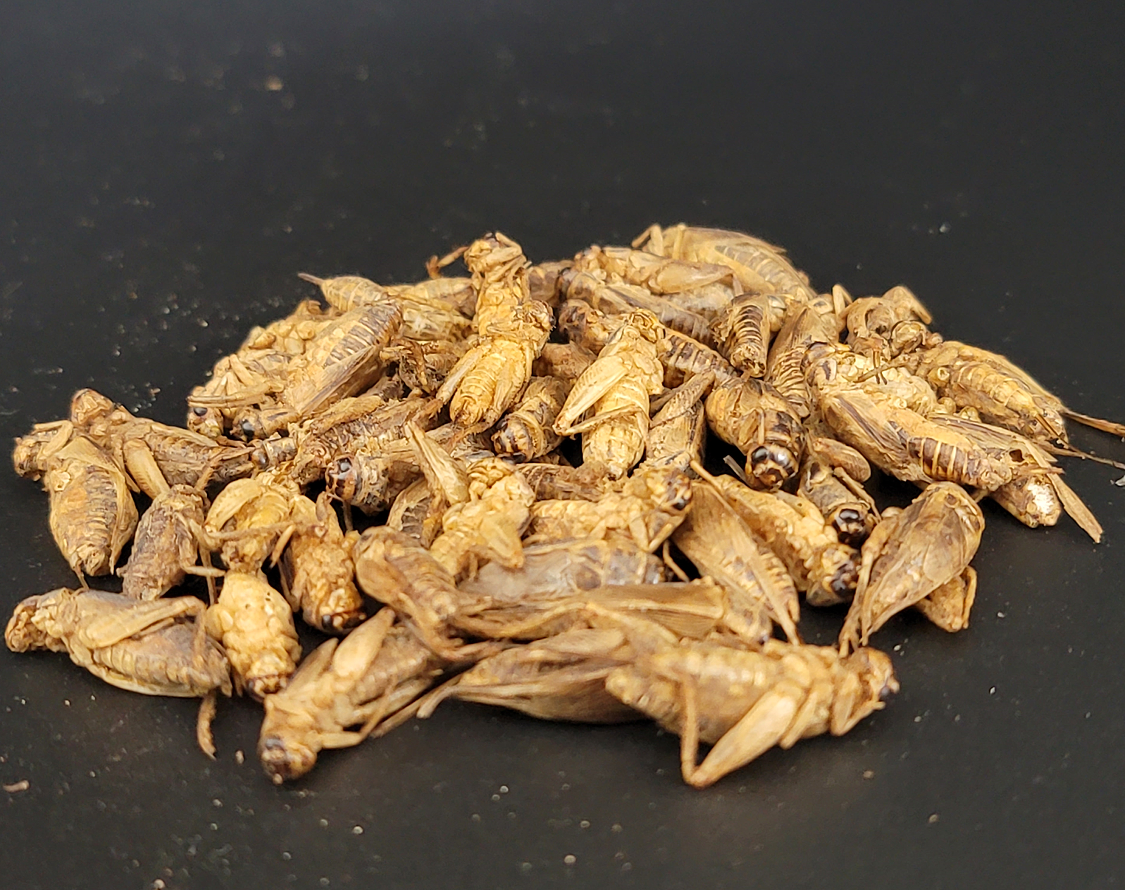 Wholesale Dried Crickets Animal Feed Wild Bird Feed Pet Food High Protein Freeze Dried Cricket Insect For Pet