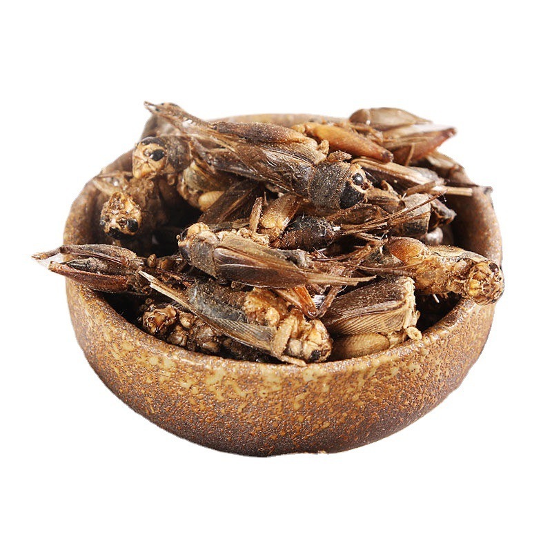 Wholesale Freeze Dried Crickets Insect Snack Edible Crickets Turtle Food Reptiles Food Dried Crickets