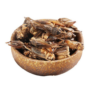 Wholesale Freeze Dried Crickets Insect Snack Edible Crickets Turtle Food Reptiles Food Dried Crickets