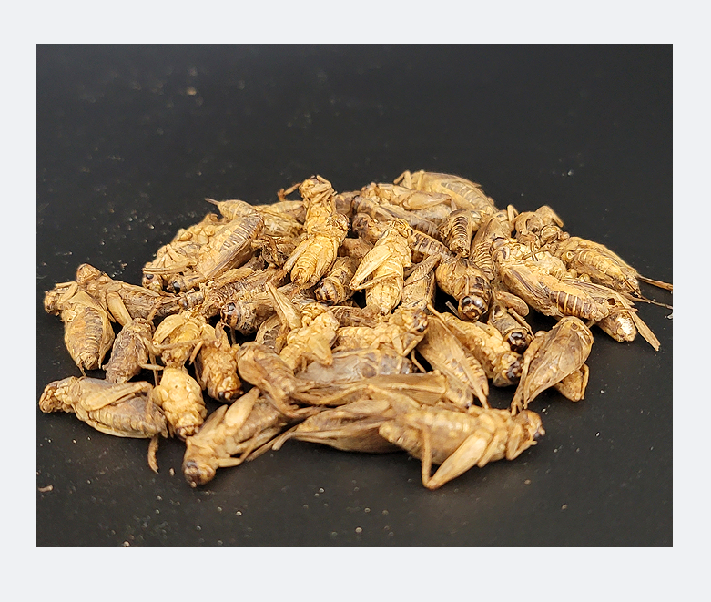 Competitive Price Dried Crickets For Wild Bird Food Dried Cricket Dry Insect Dood Reptile Supplies Pet Food