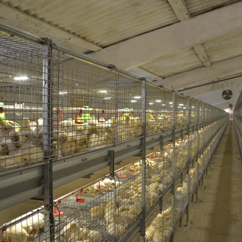 Hot-Dipping H Type Chicken Broiler Cages For Growing Broiler